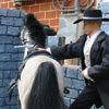 a horse for cover